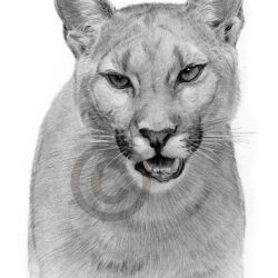 Cougar Drawing Detailed Sketch