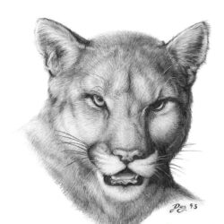 Cougar Drawing Fine Art