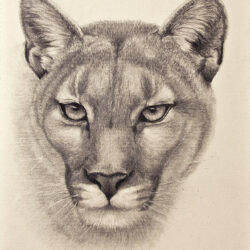 Cougar Drawing Hand Drawn