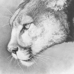 Cougar Drawing Image