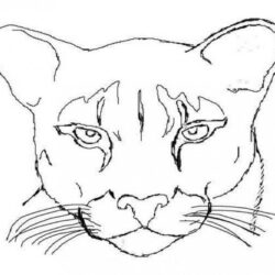 Cougar Drawing Modern Sketch