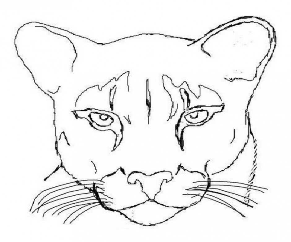 Cougar Drawing Modern Sketch