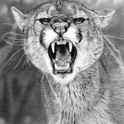 Cougar Drawing Photo