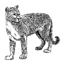 Cougar Drawing Picture