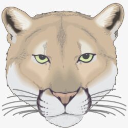 Cougar Drawing Stunning Sketch