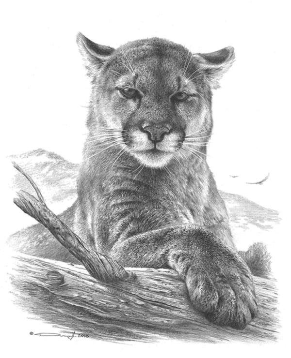 Cougar Drawing