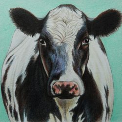 Cow Head Drawing Art