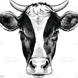 Cow Head Drawing Artistic Sketching