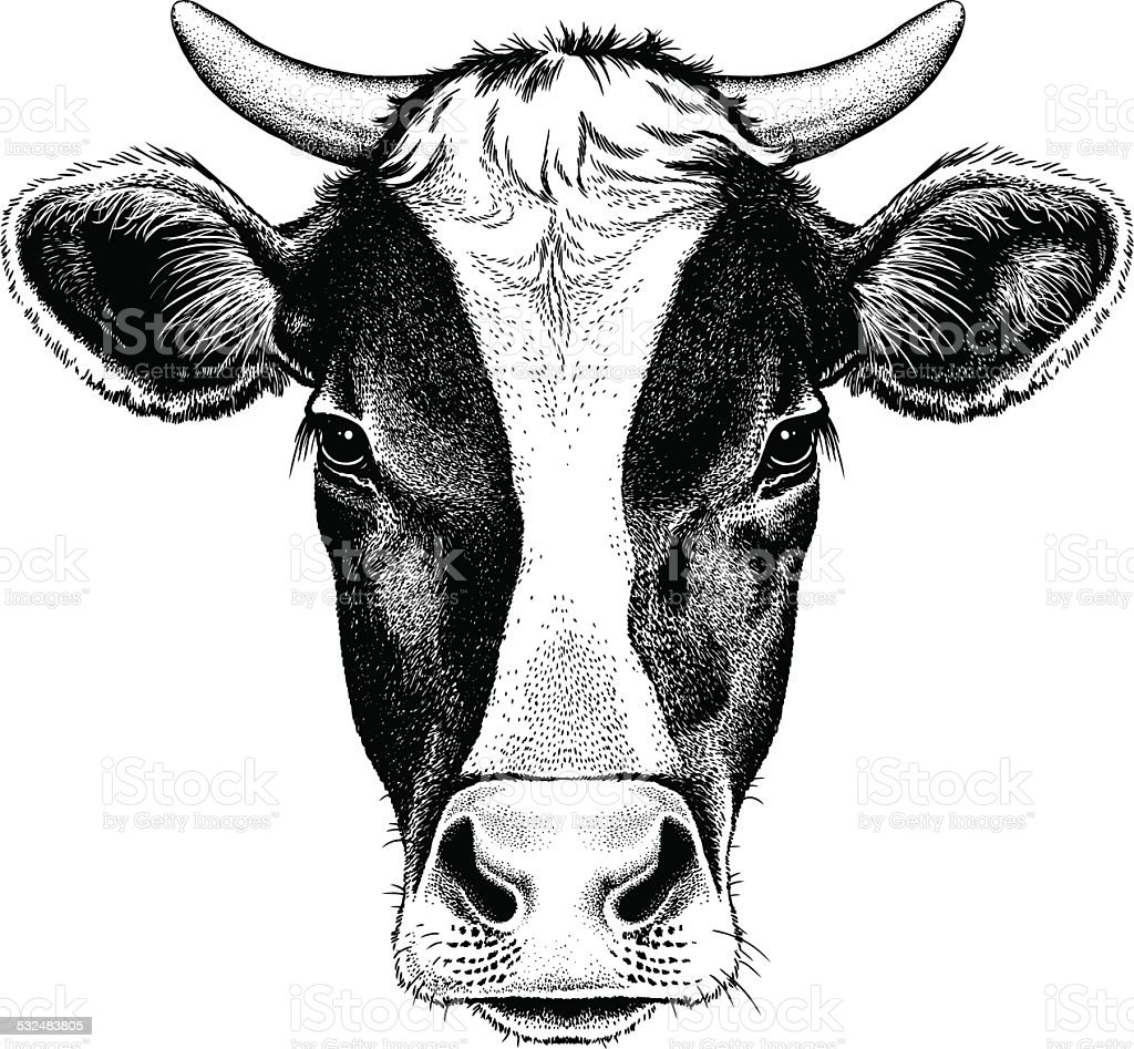 Cow Head Drawing Artistic Sketching