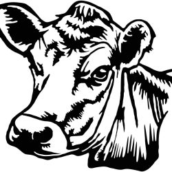 Cow Head Drawing Creative Style