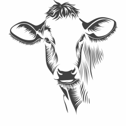 Cow Head Drawing Detailed Sketch