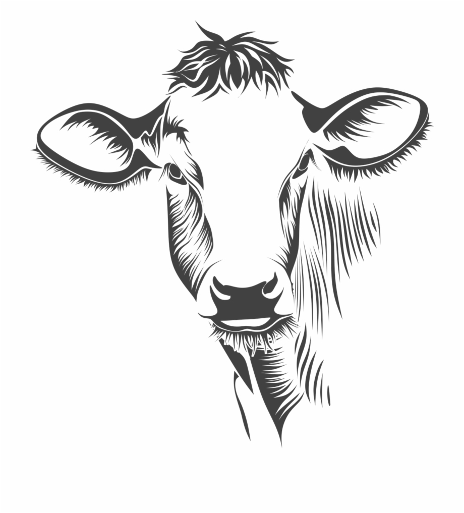 Cow Head Drawing Detailed Sketch
