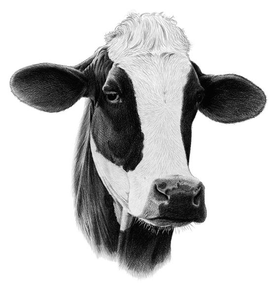 Cow Head Drawing Hand drawn