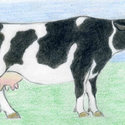 Cow Simple Drawing Artistic Sketching