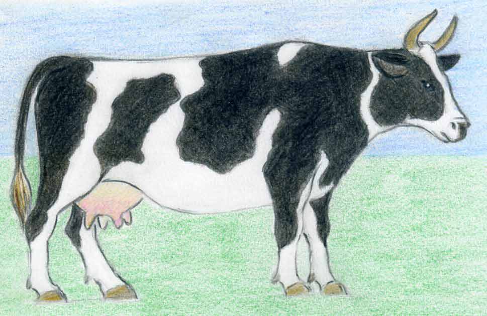 Cow Simple Drawing Artistic Sketching