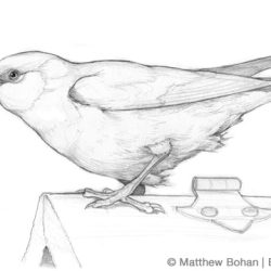 Cowbird Drawing