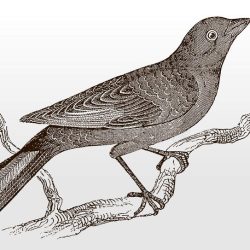 Cowbird Drawing Amazing Sketch