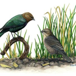 Cowbird Drawing Art