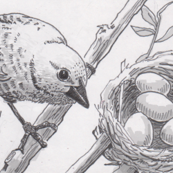 Cowbird Drawing Artistic Sketching