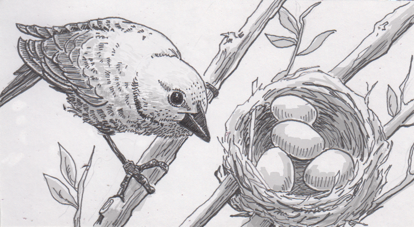 Cowbird Drawing Artistic Sketching