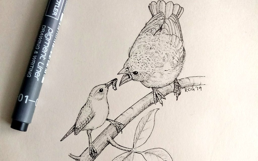 Cowbird Drawing Beautiful Artwork