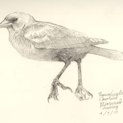 Cowbird Drawing Detailed Sketch