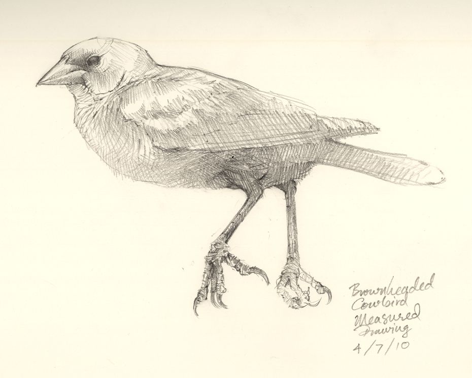 Cowbird Drawing Detailed Sketch