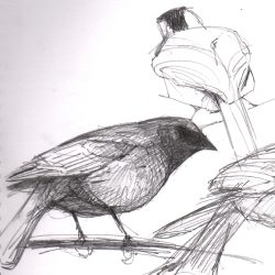 Cowbird Drawing Hand drawn