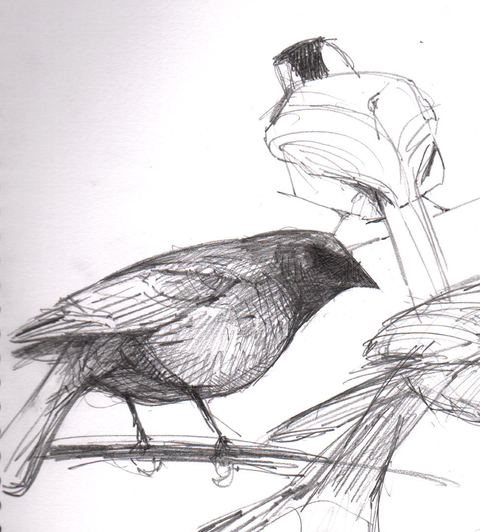 Cowbird Drawing Hand drawn