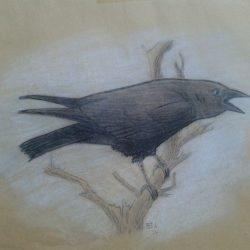 Cowbird Drawing Image