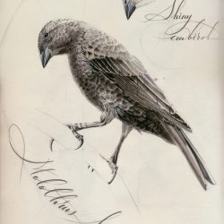 Cowbird Drawing Intricate Artwork