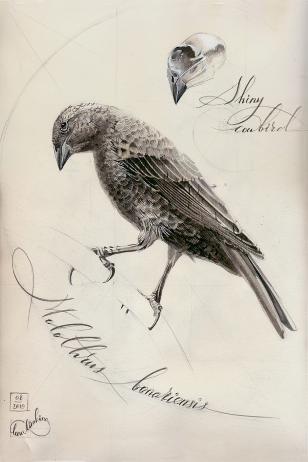 Cowbird Drawing Intricate Artwork