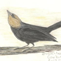 Cowbird Drawing Modern Sketch