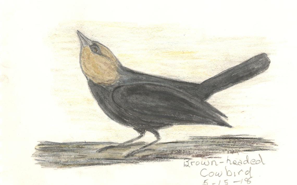 Cowbird Drawing Modern Sketch