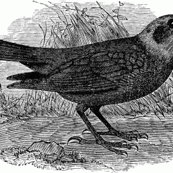 Cowbird Drawing Photo