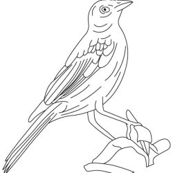 Cowbird Drawing Picture