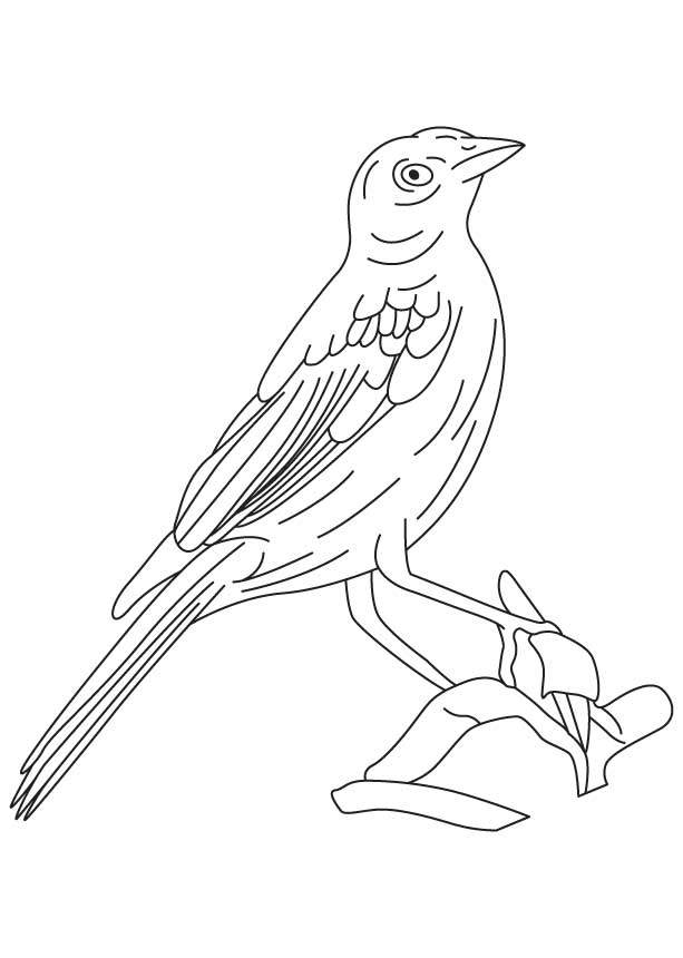 Cowbird Drawing Picture