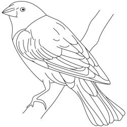 Cowbird Drawing Realistic Sketch