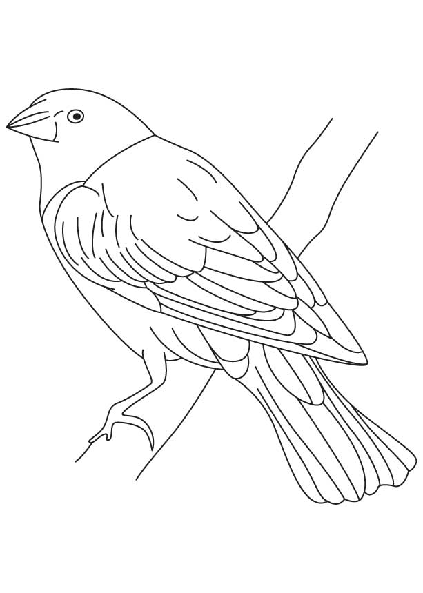 Cowbird Drawing Realistic Sketch