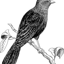 Cowbird Drawing Sketch