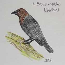 Cowbird Drawing Stunning Sketch