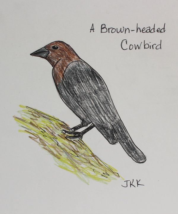Cowbird Drawing Stunning Sketch