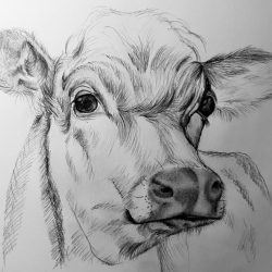 Cows Face Drawing Hand drawn Sketch