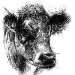 Cows Face Drawing Stunning Sketch