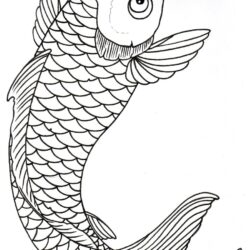 Coy Fish Drawing Artistic Sketching