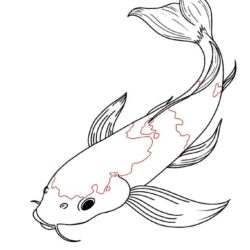 Coy Fish Drawing Creative Style