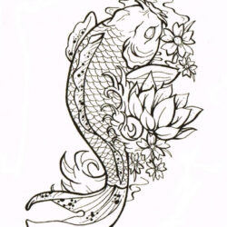 Coy Fish Drawing Fine Art