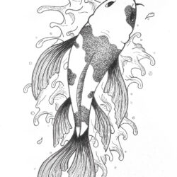 Coy Fish Drawing Photo