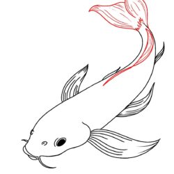 Coy Fish Drawing Sketch