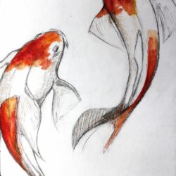 Coy Fish Drawing Stunning Sketch